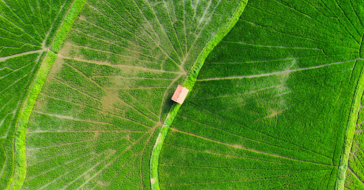 découvrez l'importance de la gestion des écosystèmes pour préserver la biodiversité et garantir un équilibre durable entre les activités humaines et la nature. apprenez les meilleures pratiques et stratégies pour protéger notre planète tout en favorisant le développement économique.