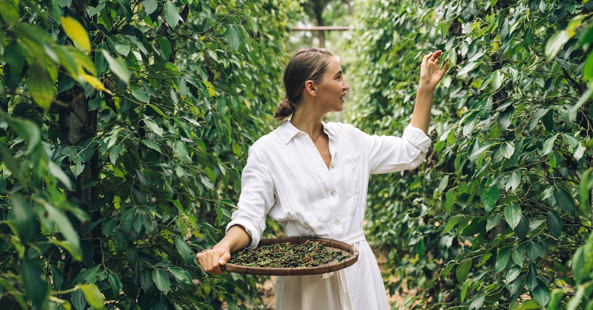 découvrez l'importance de la plantation d'arbres pour notre environnement. apprenez comment participer à des projets locaux et soutenir la biodiversité tout en contribuant à la lutte contre le changement climatique.