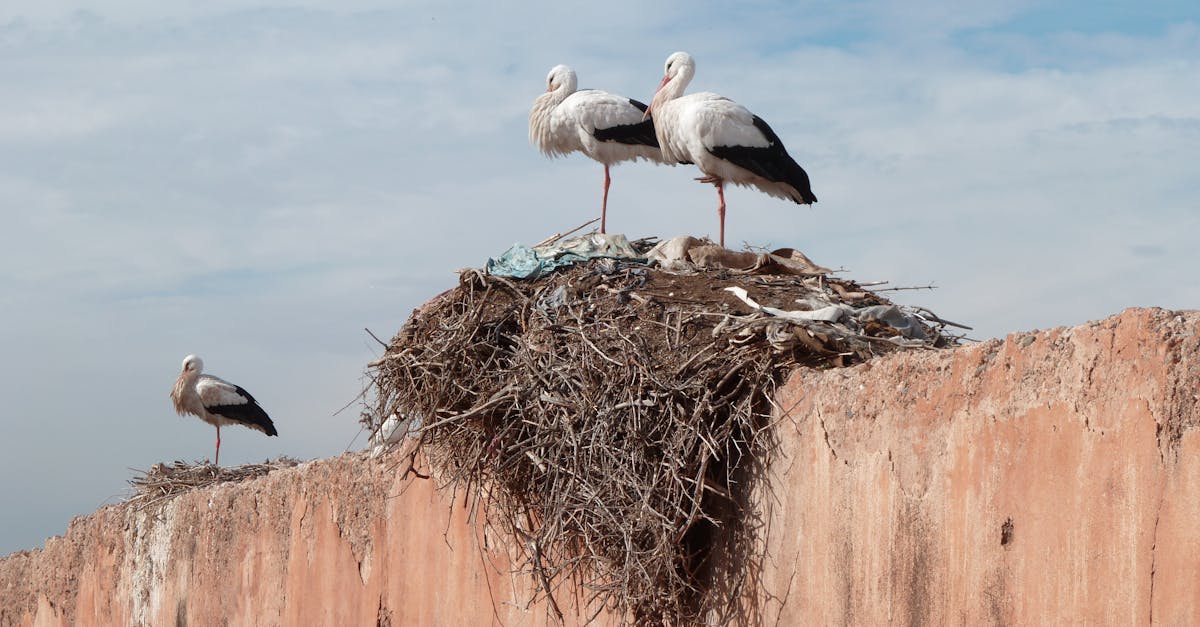 explorez l'écologie urbaine, une discipline fascinante qui étudie les interactions entre les écosystèmes et les environnements urbains. découvrez comment les villes peuvent devenir des espaces durables, favoriser la biodiversité, et améliorer la qualité de vie des habitants tout en intégrant la nature dans l'urbanisme.