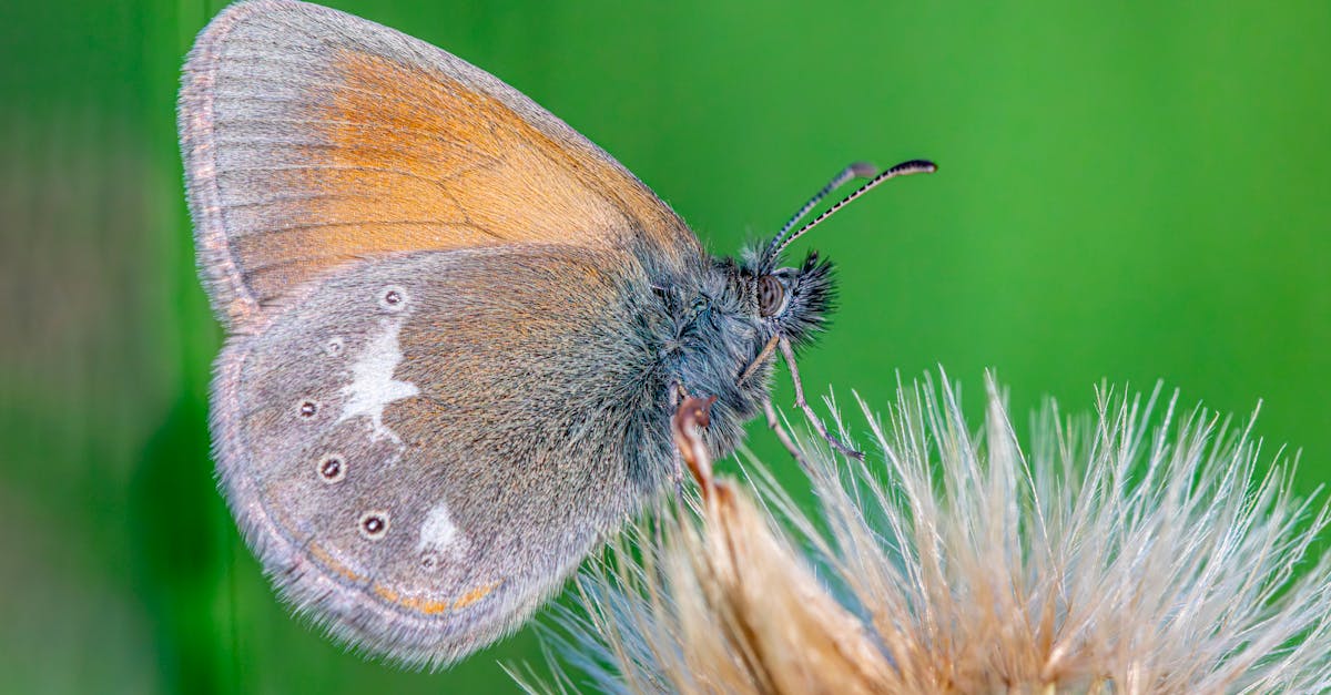 découvrez les procédures de déclaration environnementale essentielles pour garantir la conformité de votre entreprise et promouvoir des pratiques durables. informez-vous sur les étapes clés et les exigences légales pour une gestion responsable de l'environnement.