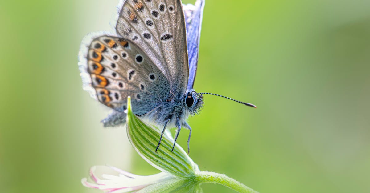 découvrez tout sur les certificats environnementaux : leur rôle dans la protection de l'environnement, les types disponibles et comment ils peuvent contribuer à un développement durable. informez-vous pour agir pour la planète.