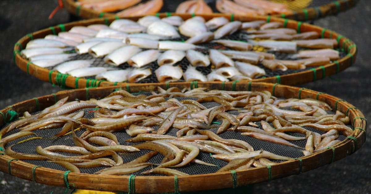 découvrez des stratégies efficaces pour la préservation de l'environnement et des ressources naturelles. engagez-vous dans des actions concrètes pour protéger notre planète pour les générations futures.