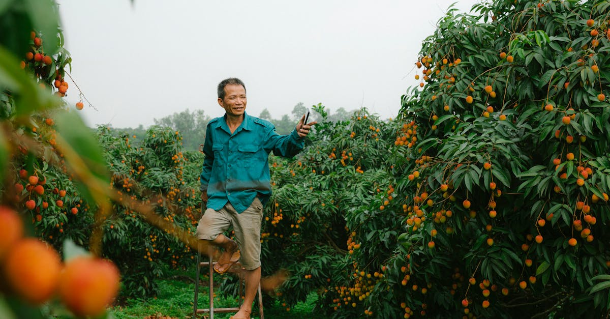 découvrez l'importance de la plantation d'arbres pour l'environnement. apprenez comment contribuer à la lutte contre le changement climatique, améliorer la biodiversité et embellir vos espaces verts grâce à des initiatives de reforestation et de plantation d'arbres. engagez-vous dès aujourd'hui pour un avenir plus vert!