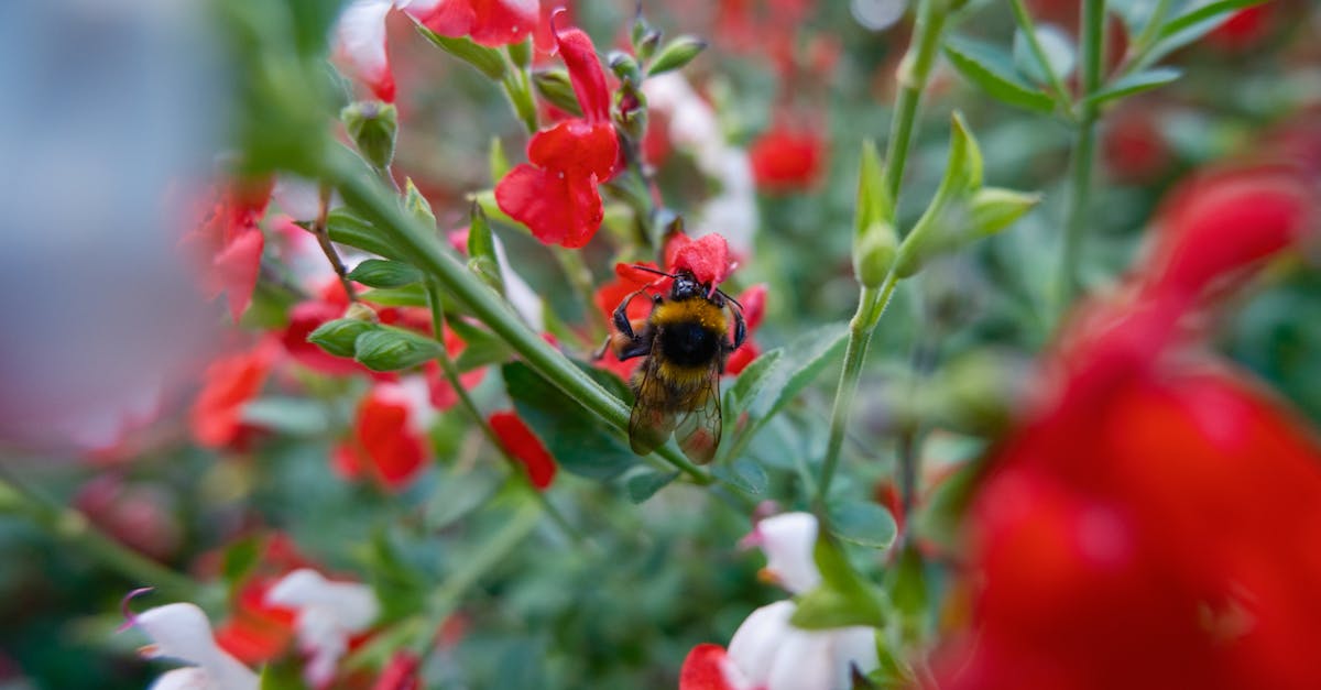 découvrez les politiques environnementales essentielles qui façonnent notre avenir durable. explorez les initiatives, réglementations et actions clés mises en place pour protéger notre planète et promouvoir un développement écologique.