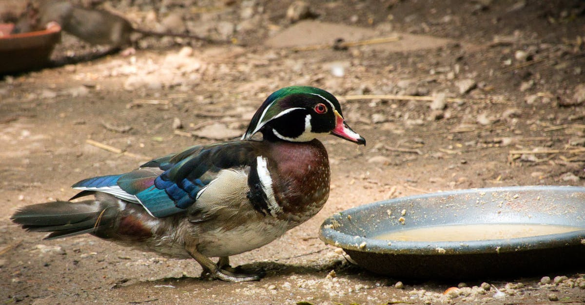 découvrez nos procédures de déclaration environnementale, conçues pour vous aider à respecter les normes écologiques tout en réduisant votre impact environnemental. obtenez des conseils pratiques et des étapes claires pour une gestion durable de vos activités.