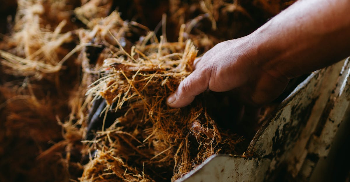 découvrez les avantages de la biomasse en tant que source d'énergie renouvelable. apprenez comment elle contribue à la durabilité environnementale et à la réduction des émissions de carbone tout en offrant des solutions innovantes pour un avenir énergétique durable.