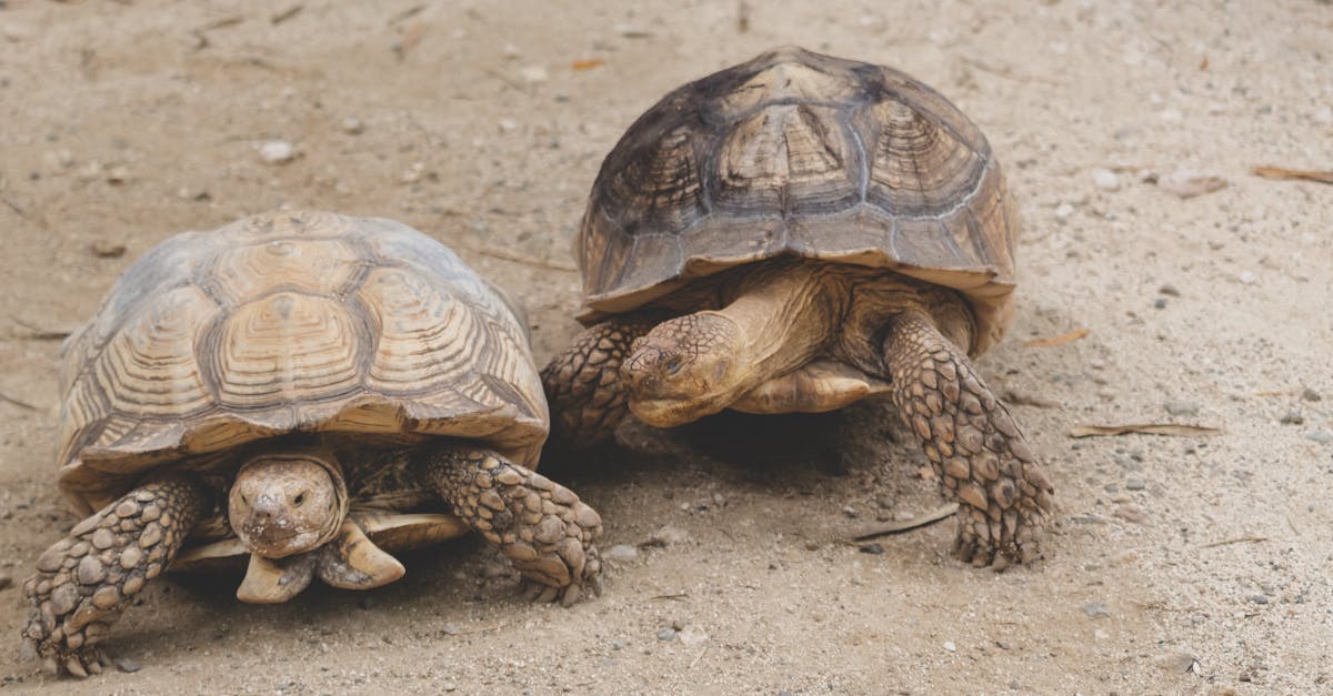 découvrez comment s'adapter au changement climatique grâce à des stratégies innovantes et durables. apprenez les meilleures pratiques pour atténuer les impacts environnementaux et bâtir un avenir résilient.
