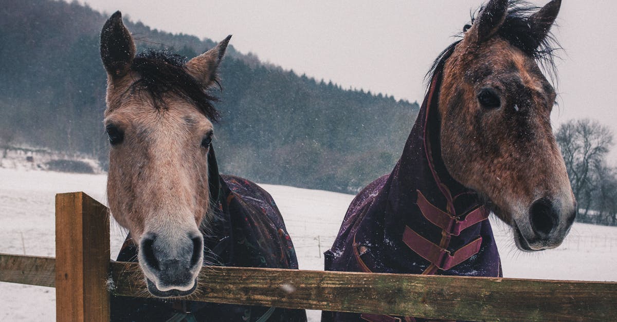découvrez les techniques innovantes et les pratiques durables en agriculture d'hiver pour maximiser vos rendements tout en respectant l'environnement. explorez les cultures adaptées au froid, les méthodes de protection des plantes et les avantages de la rotation des cultures en période hivernale.