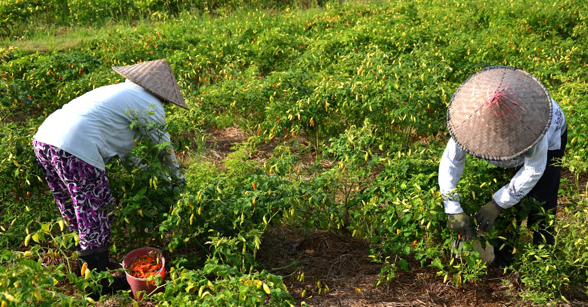 découvrez l'économie de l'écosystème, un concept innovant qui explore l'interconnexion entre les entreprises, les ressources naturelles et la durabilité. apprenez comment ces dynamiques influencent la croissance économique et soutiennent un avenir responsable.
