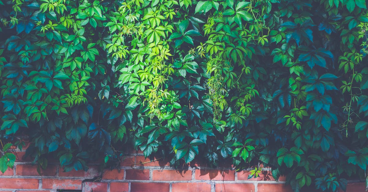 découvrez l'écologie urbaine, une discipline qui explore les interactions entre les écosystèmes et les environnements urbains. apprenez comment les villes peuvent être conçues pour favoriser la biodiversité, améliorer la qualité de vie des habitants et promouvoir un développement durable.