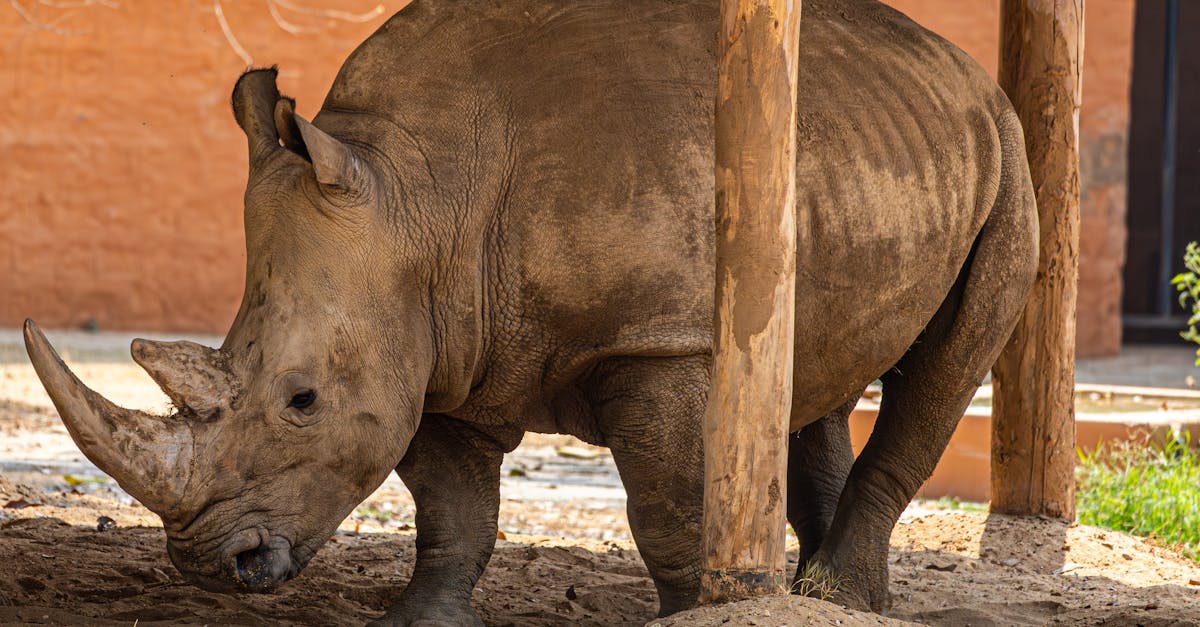 découvrez comment préserver les habitats naturels pour protéger la biodiversité et assurer un avenir durable. explorez des stratégies efficaces, des initiatives de conservation et participez à la protection de notre environnement.