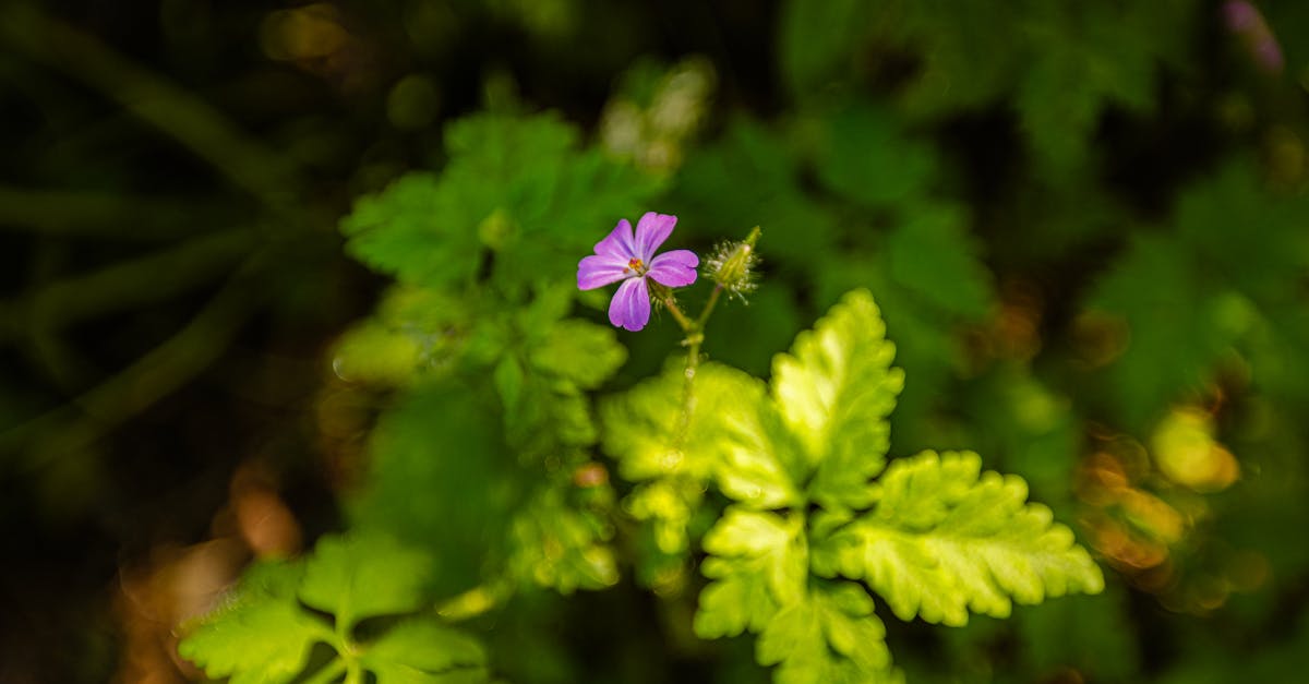 découvrez les précautions environnementales essentielles pour protéger notre planète. adoptez des pratiques durables et responsables pour minimiser votre impact écologique et préserver la biodiversité.