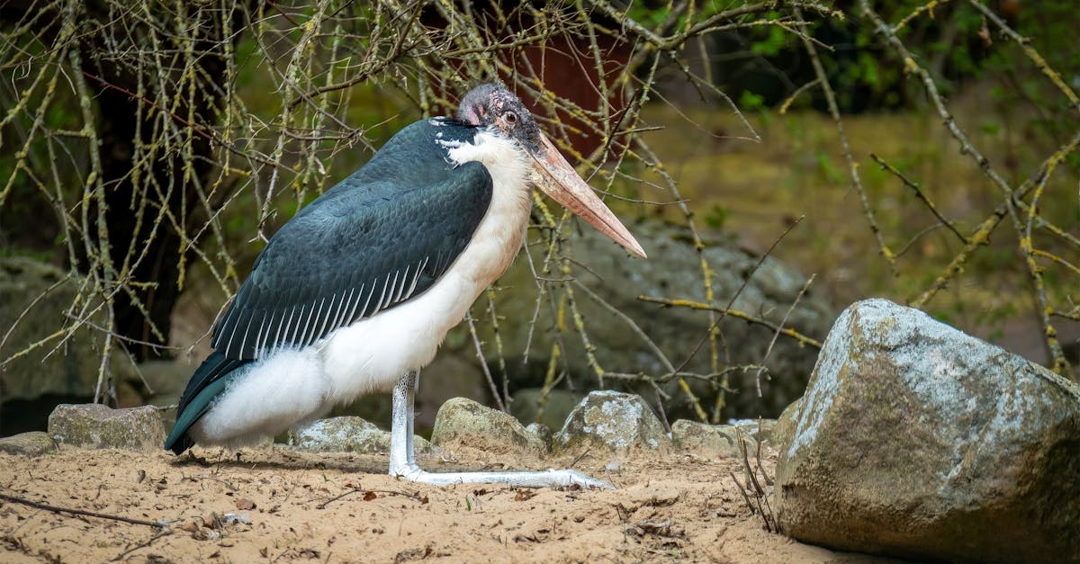 découvrez tout sur la certification environnementale, un processus essentiel pour garantir que les entreprises respectent les normes écologiques. informez-vous sur les avantages, les critères d'évaluation et l'impact positif sur notre planète.