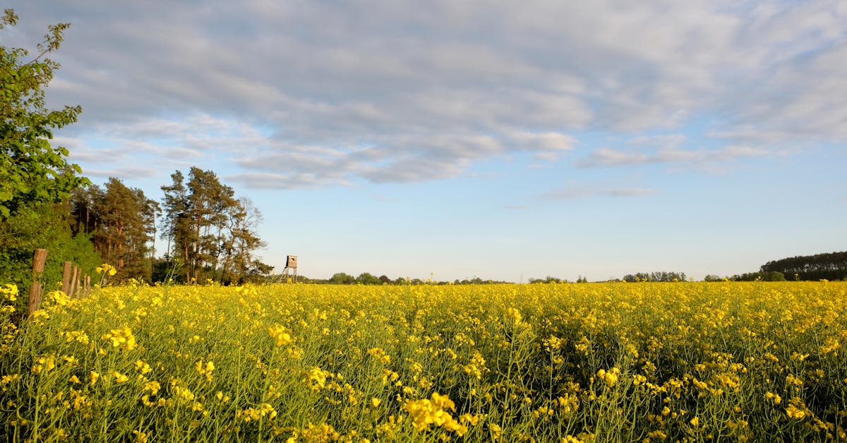 découvrez les coûts environnementaux : analyse des impacts négatifs des activités humaines sur la planète, et solutions pour réduire notre empreinte écologique.
