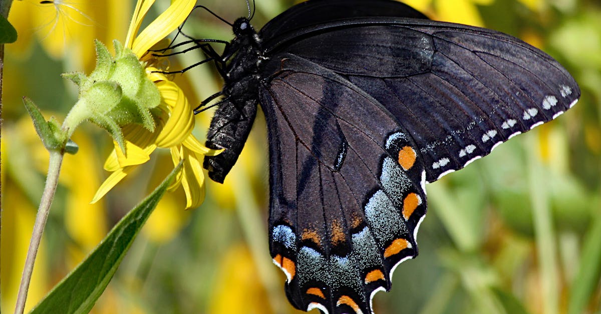 découvrez les initiatives de collecte de fonds pour la protection de l'environnement. participez à des projets durables et engagez-vous pour un avenir plus vert grâce à des campagnes de financement innovantes.