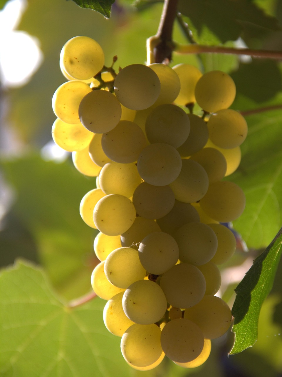 découvrez l'art de la vinification : des techniques ancestrales aux innovations modernes pour créer des vins d'exception. plongez dans le processus de transformation du raisin en vin, explorez les cépages, et apprenez comment chaque étape influence le goût et la qualité du produit final.