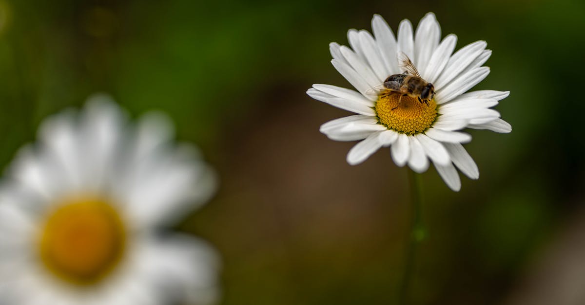 découvrez l'importance de la biodiversité pour notre planète. explorez les écosystèmes, la protection des espèces menacées et les actions pour préserver la variété de la vie sur terre.
