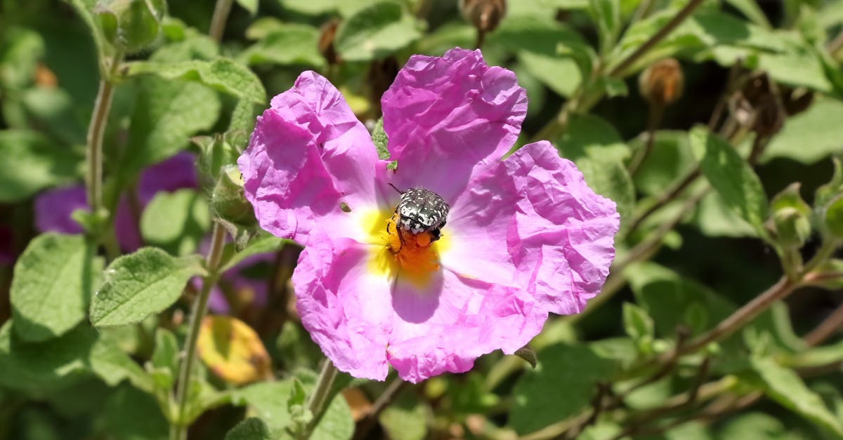 découvrez des initiatives innovantes de collecte de fonds pour la protection de l'environnement. rejoignez-nous pour soutenir des projets durables et contribuer à un avenir plus vert.