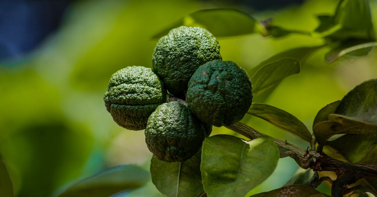 découvrez nos analyses et recommandations sur la politique climatique, des stratégies innovantes pour lutter contre le changement climatique et promouvoir un avenir durable. engagés pour un monde plus vert.