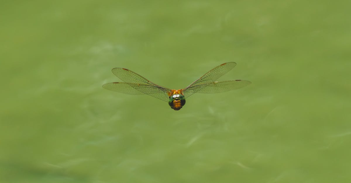 découvrez nos eco-services innovants qui allient performance et respect de l'environnement. engagez-vous pour un avenir durable grâce à nos solutions écologiques adaptées à vos besoins.