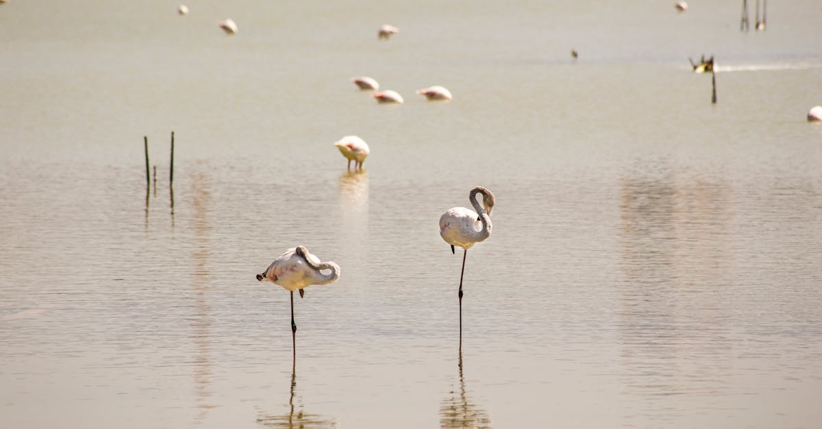 découvrez comment les change-makers transforment notre monde par l'innovation, l'engagement et des actions significatives. explorez des histoires inspirantes et des initiatives qui façonnent l'avenir.