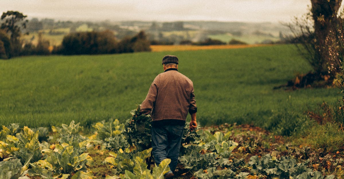 découvrez les pratiques d'agriculture durable qui préservent l'environnement tout en assurant la productivité des cultures. explorez des techniques innovantes et éthiques pour une production alimentaire responsable et respectueuse des ressources naturelles.