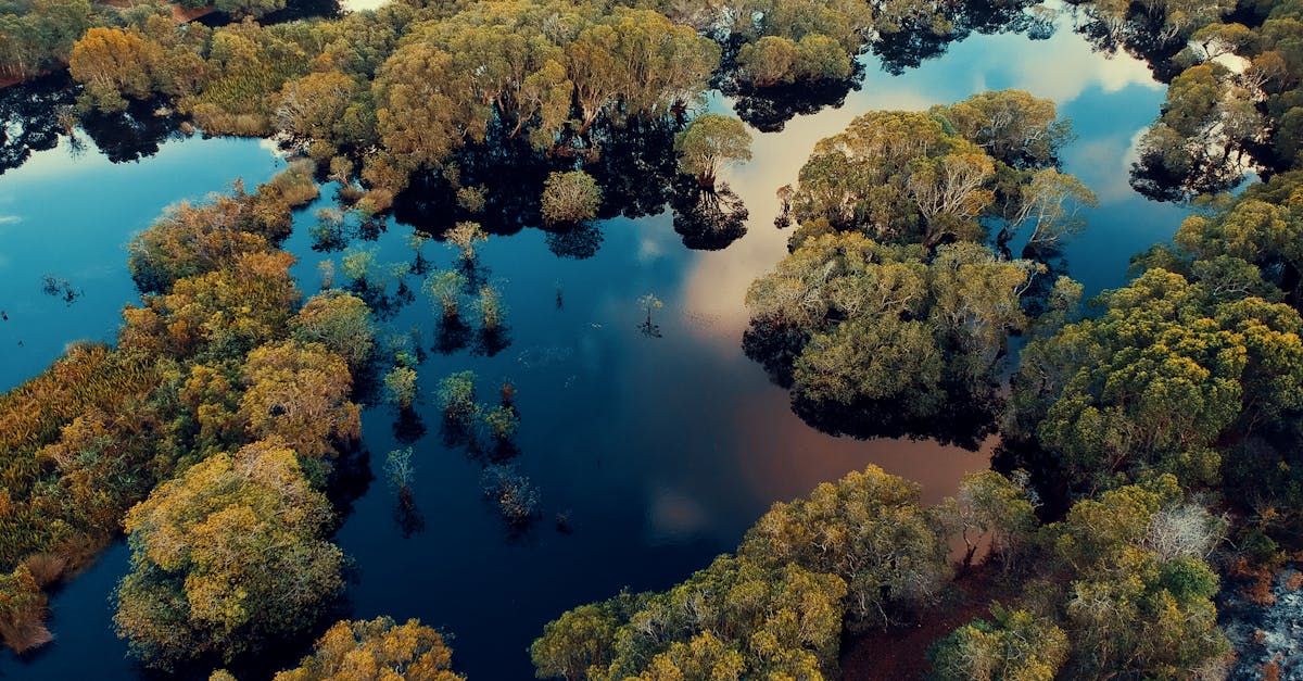 découvrez des stratégies efficaces pour la préservation de l'habitat, essentielles à la protection de la biodiversité et à la durabilité de notre environnement. engageons-nous ensemble pour un avenir sain et équilibré.