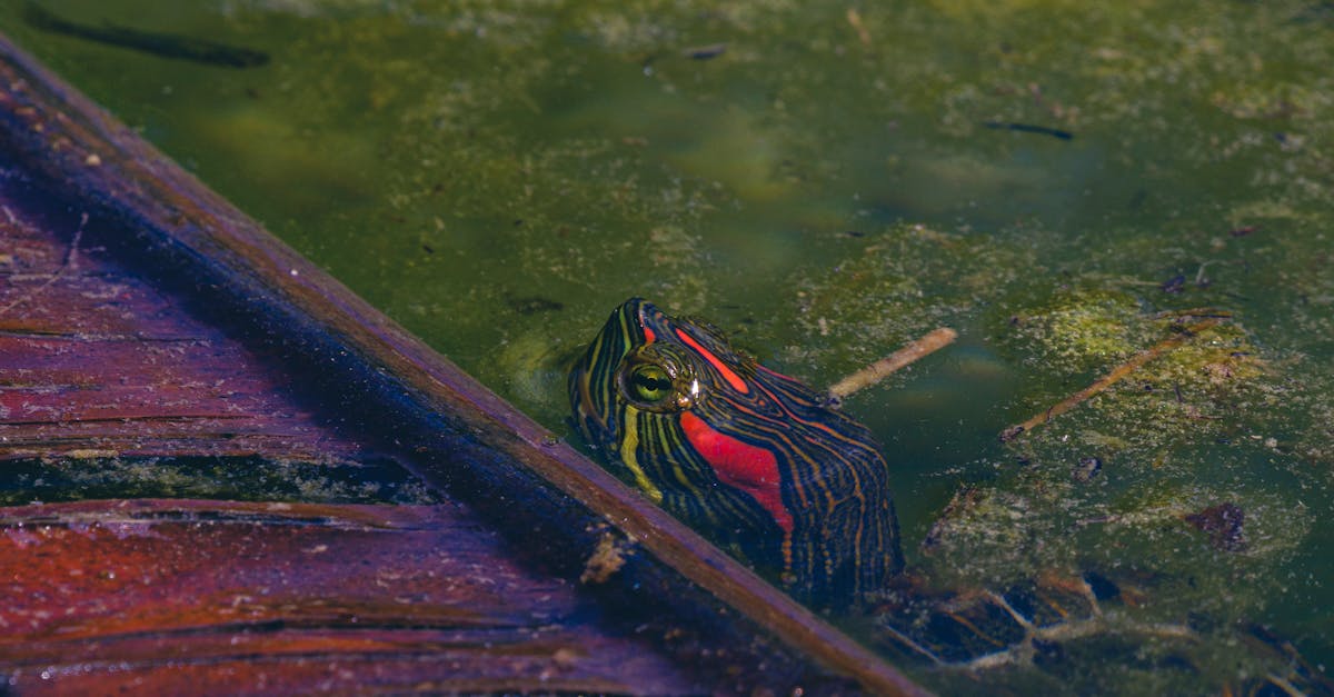 découvrez les normes environnementales essentielles qui garantissent la protection de notre planète. explorez les réglementations, les pratiques durables et les initiatives visant à réduire l'impact environnemental dans divers secteurs.