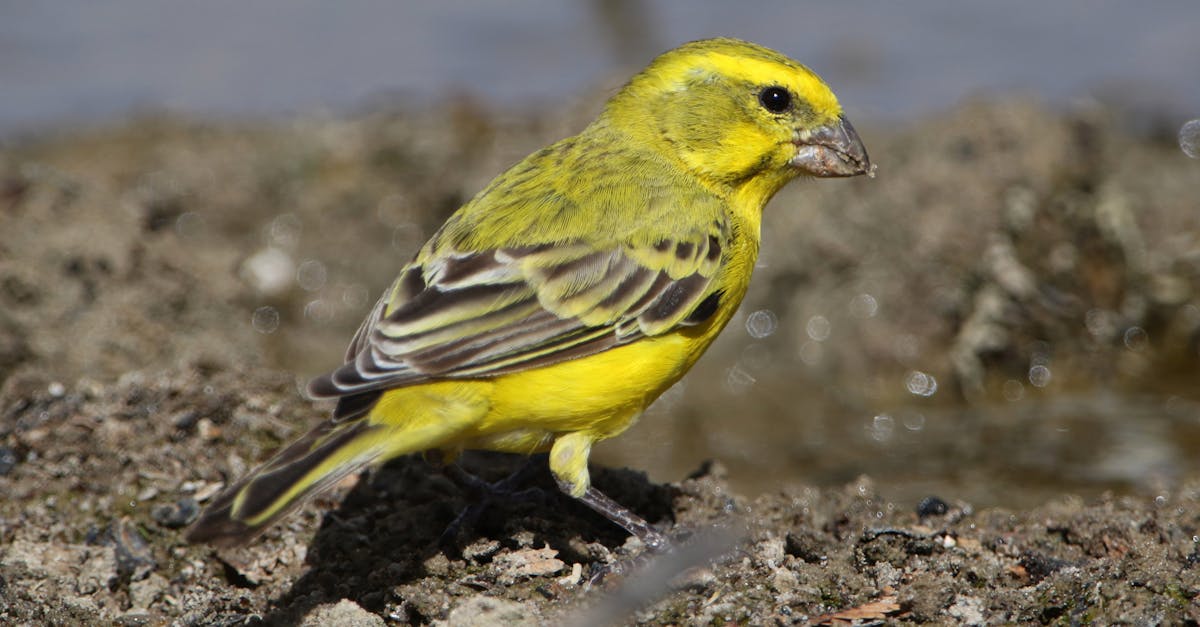 découvrez les incitations environnementales qui encouragent des pratiques durables et écologiques. apprenez comment ces dispositifs peuvent soutenir votre transition vers un mode de vie respectueux de l'environnement tout en bénéficiant d'avantages financiers.