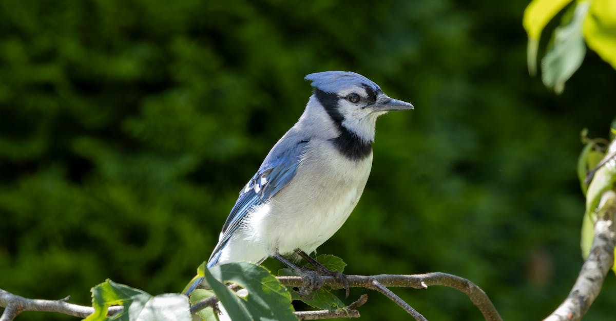 découvrez l'importance de la biodiversité pour notre planète. explorez les enjeux liés à la protection des espèces, la conservation des écosystèmes et les actions à entreprendre pour préserver la richesse naturelle de la terre.