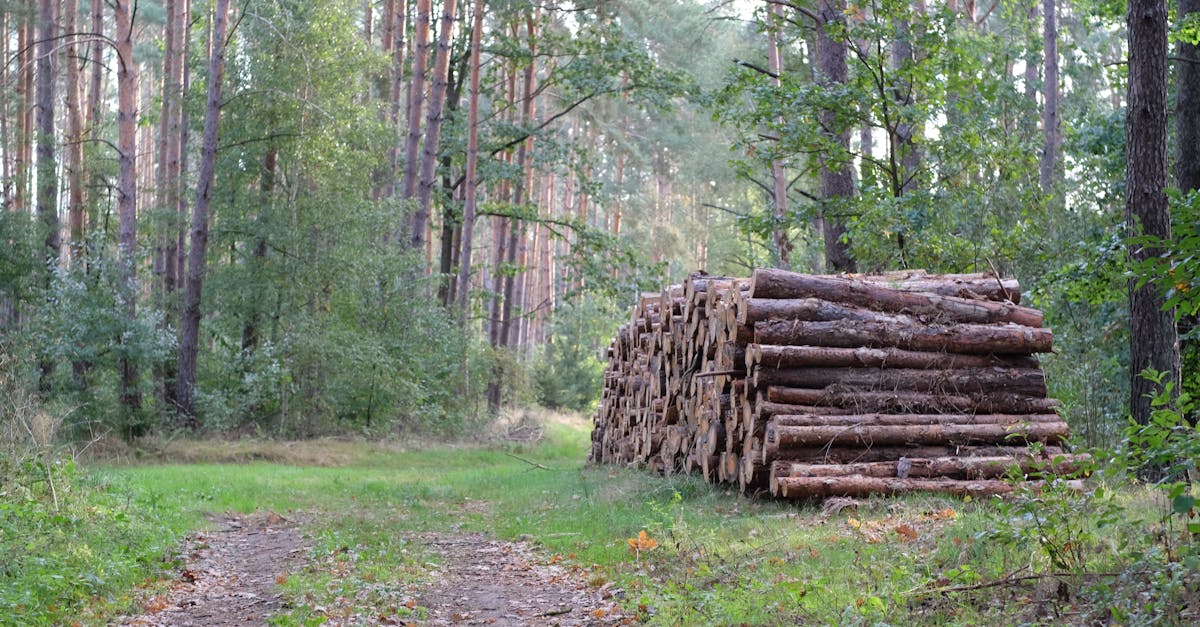 découvrez les meilleures pratiques en gestion des ressources naturelles pour un développement durable. apprenez à optimiser l'utilisation des ressources tout en préservant l'environnement et en soutenant les économies locales.