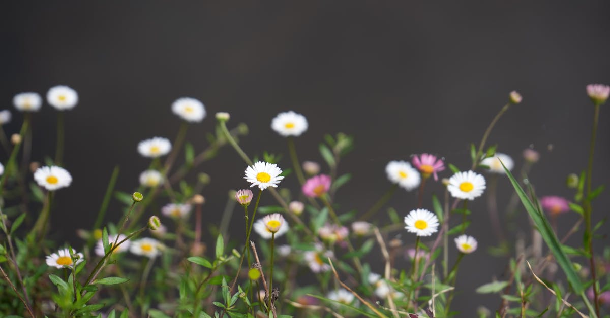 découvrez la richesse de la biodiversité, essentielle à l'équilibre des écosystèmes. explorez les différentes espèces et leur rôle vital pour la planète, ainsi que les enjeux liés à la préservation de la faune et de la flore.