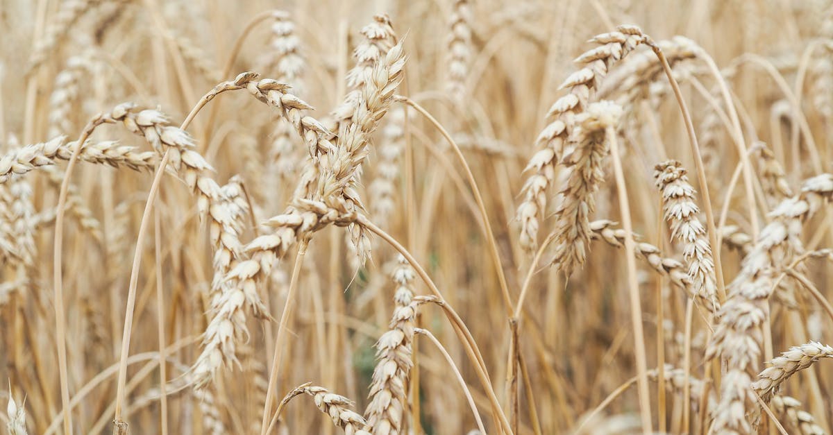 découvrez l'énergie renouvelable à travers la biomasse, une source durable provenant des matières organiques. apprenez comment la biomasse contribue à la réduction des émissions de gaz à effet de serre et soutient les efforts de développement durable.