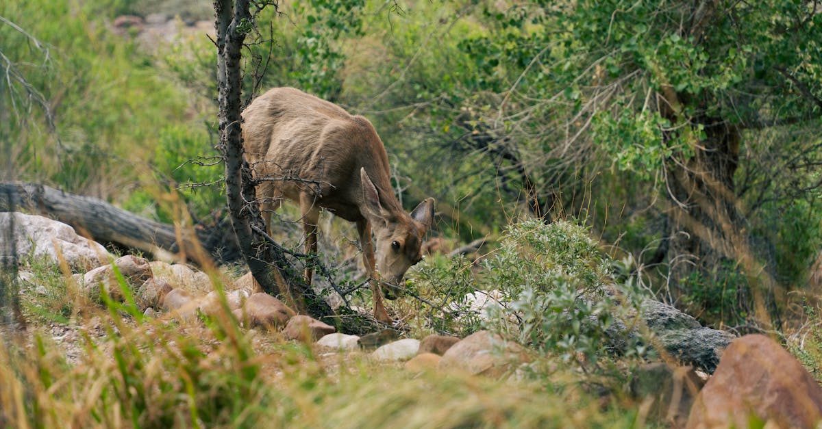 découvrez le concept d'élitisme écologique, une approche qui examine comment certaines personnes et groupes se considèrent comme supérieurs dans leur engagement envers la protection de l'environnement. explorez les implications sociales et culturelles de cette idéologie, ainsi que les débats qui l'entourent.