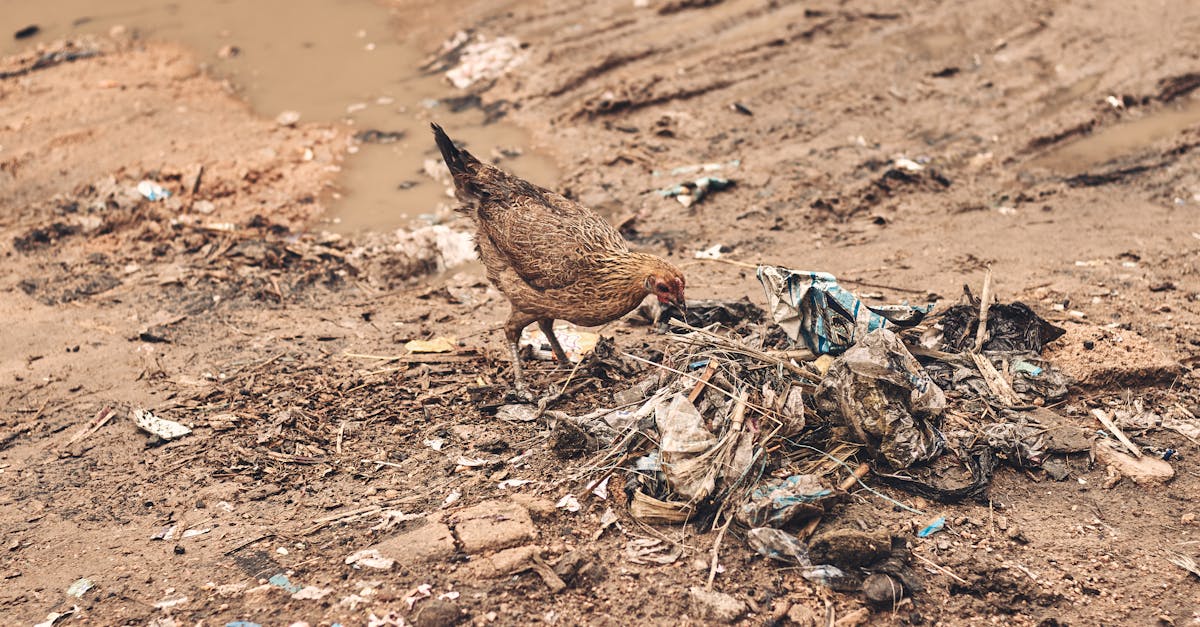 découvrez comment le local impact transforme les communautés en favorisant des initiatives durables et responsables, tout en soutenant l'économie locale et en améliorant la qualité de vie des habitants.