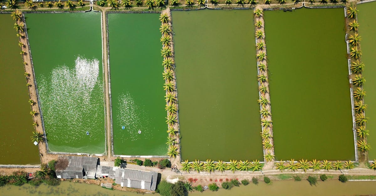 découvrez l'importance de la gestion des écosystèmes pour préserver notre environnement. apprenez comment des pratiques durables peuvent restaurer les habitats, protéger la biodiversité et favoriser un équilibre entre les activités humaines et la nature.