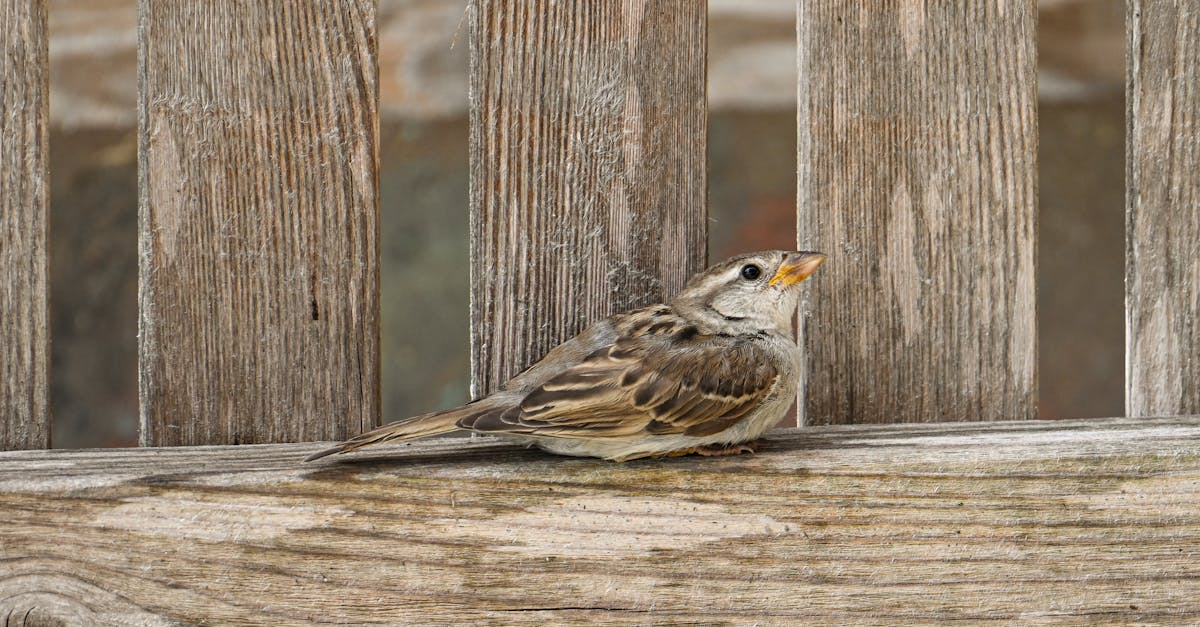 découvrez l'écologie urbaine, une discipline fascinante qui explore l'interaction entre la nature et les villes. apprenez comment les écosystèmes urbains influencent notre quotidien et les solutions durables pour harmoniser l'environnement et l'urbanisme.